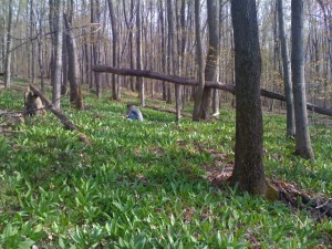 A wonderland of wild leeks where we go to harvest in April.
